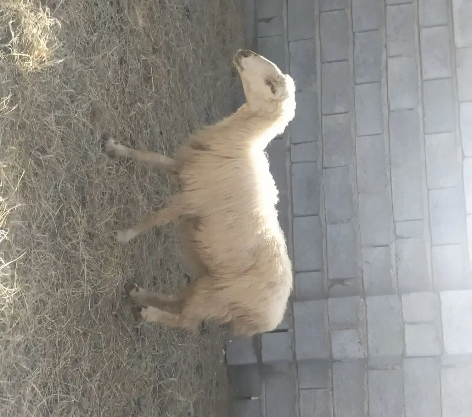 میش|حیوانات مزرعه|میناب, |دیوار