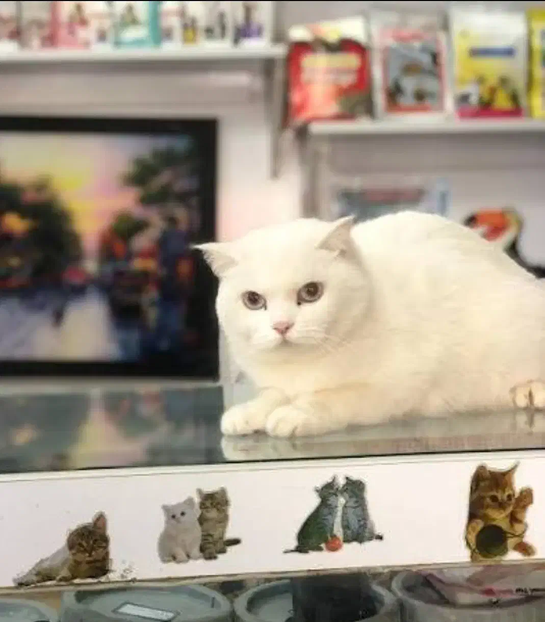 گربه اسکاتیش سفید|گربه|زاهدان, |دیوار