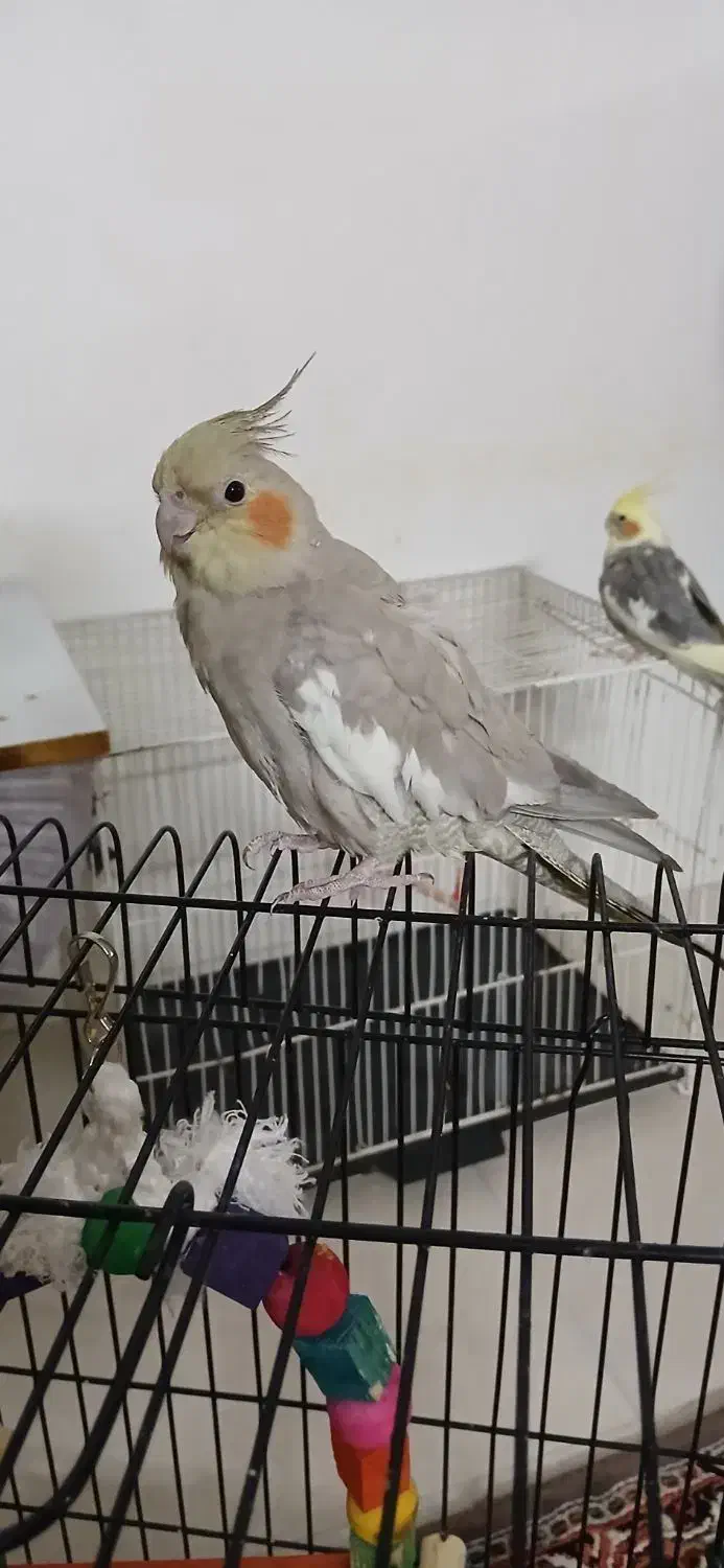 عروس هلندی|پرنده|رضویه, |دیوار