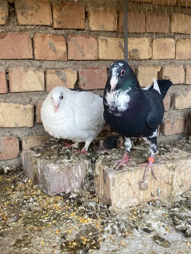 پلنگ|پرنده|کرمان, |دیوار