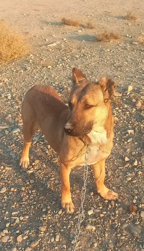 فروشی سگ سرابی ماده پنج ماهه نژاد اصل سرابی قیمت۳۰|سگ|شهریار, شهرک وائین|دیوار