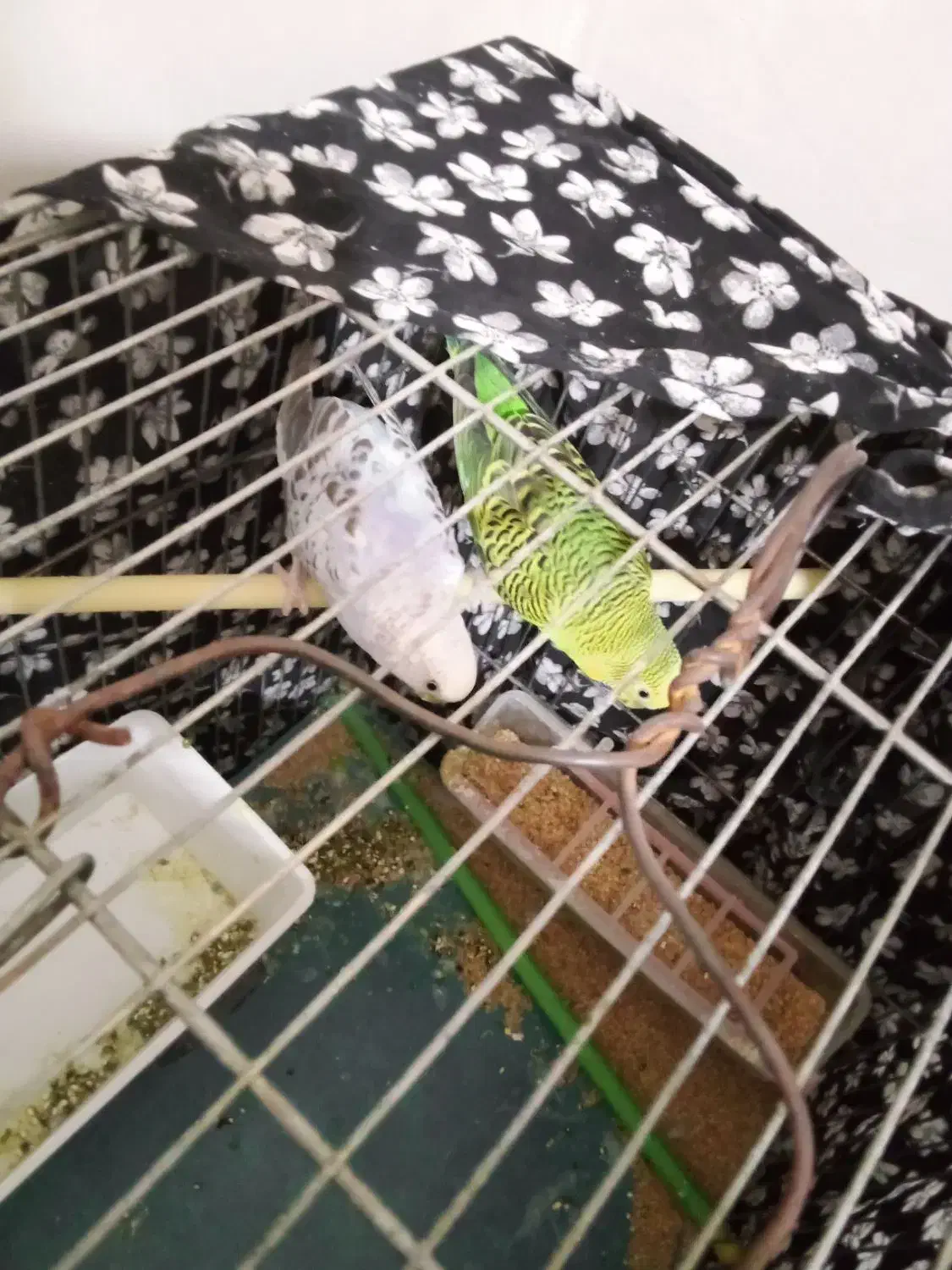 سه تا مرغ عشق|پرنده|نهاوند, |دیوار