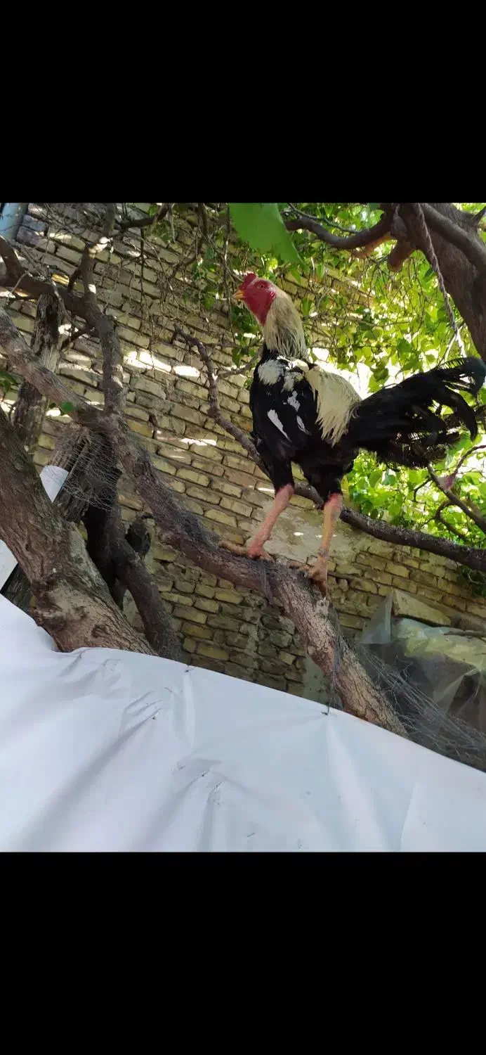 خروس لاری|حیوانات مزرعه|قزوین, |دیوار