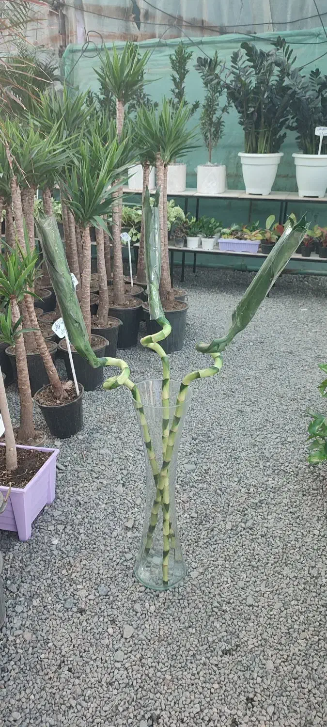 بامبو|گل و گیاه طبیعی|جیرفت, |دیوار