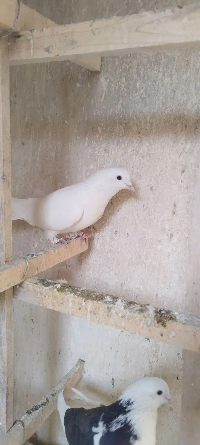 کبوتر پرشی|پرنده|محمدشهر, عباس آباد|دیوار