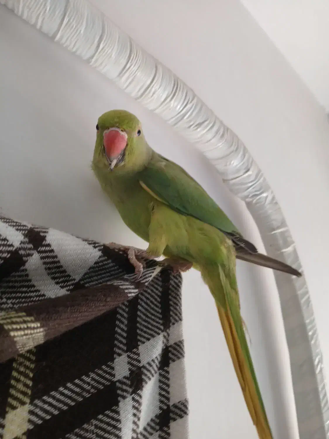 طوطی ملنگو|پرنده|لاهیجان, آهندان|دیوار