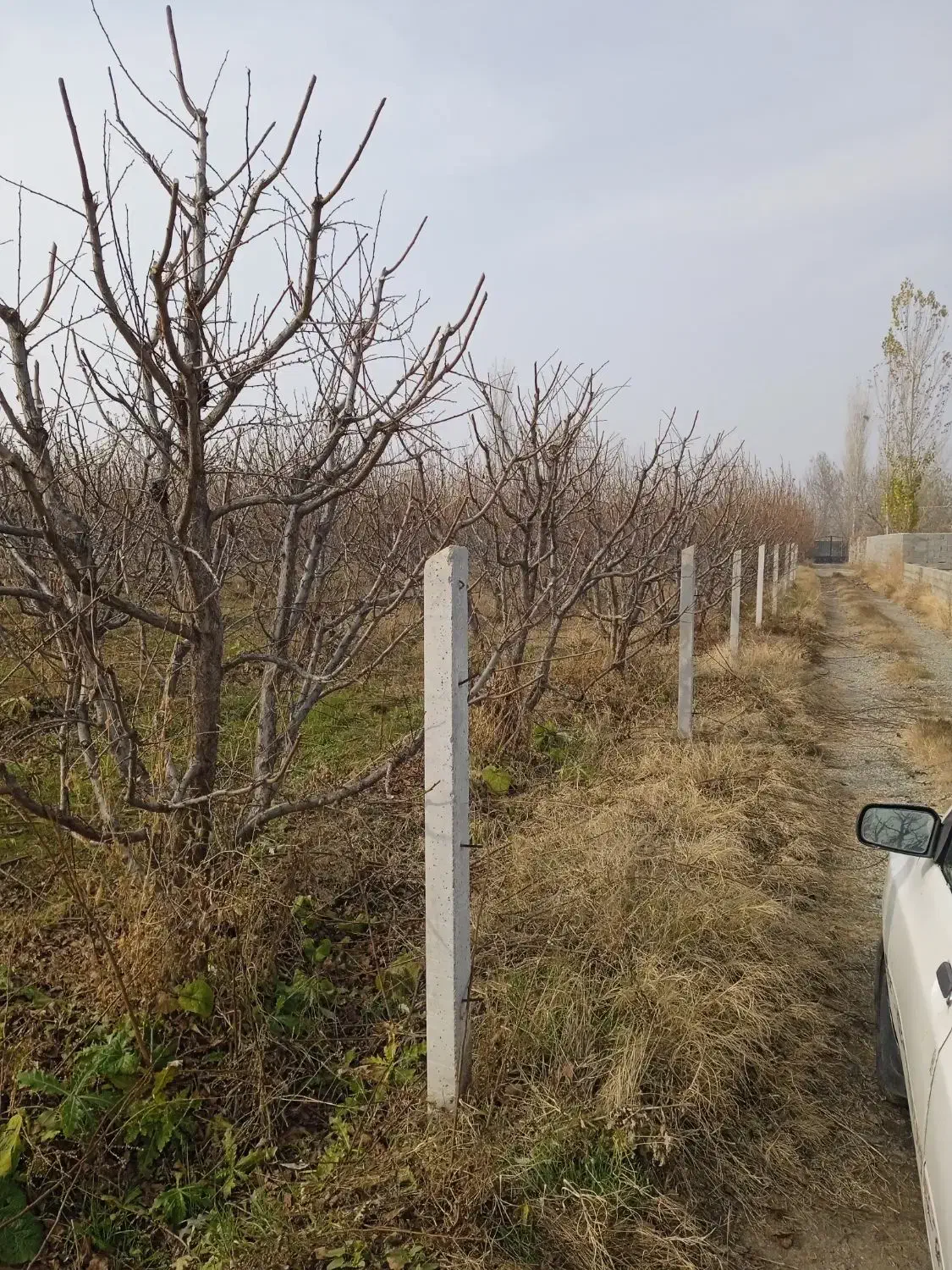 هرس درختان میوه|خدمات باغبانی و درختکاری|انزل, |دیوار