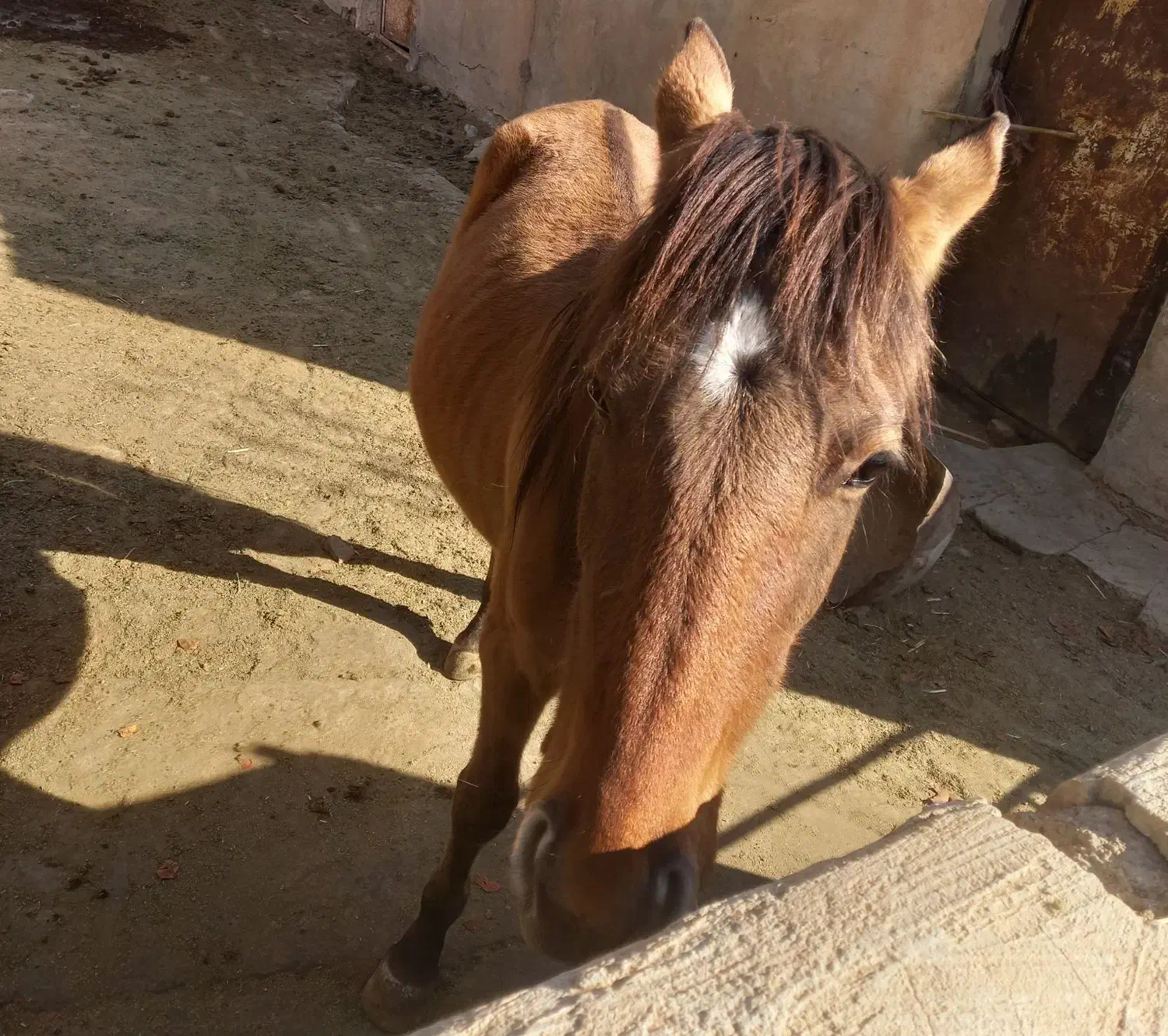 اسب نریان|اسب و تجهیزات اسبسواری|بشاریات, |دیوار