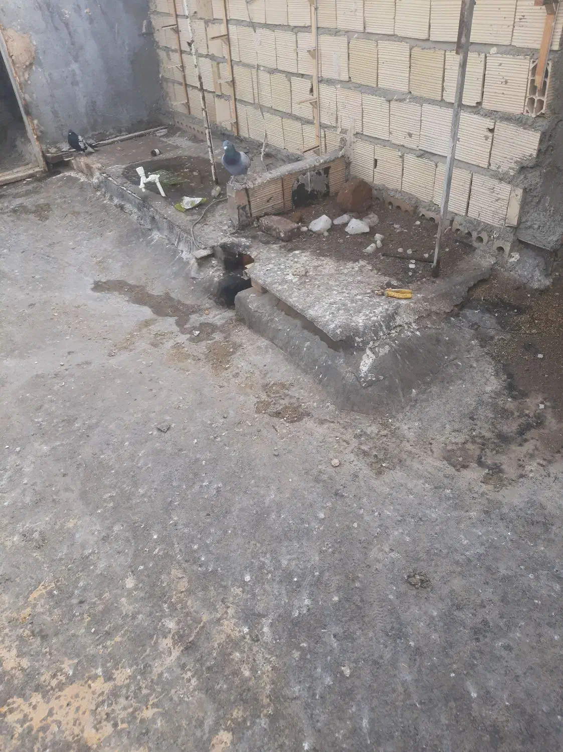 سبز پلاکی مسافتی کفتر|پرنده|قوچان, |دیوار