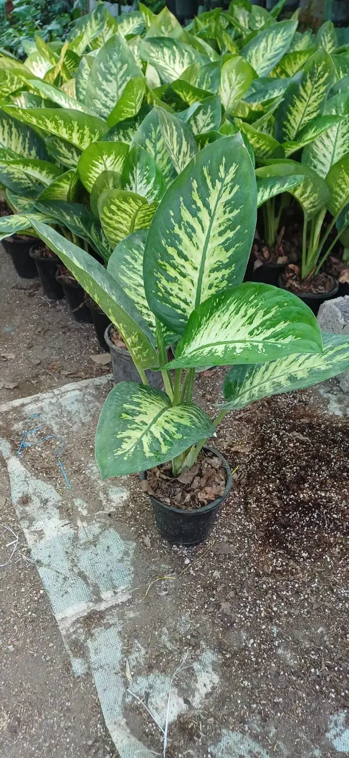 دیفن باخیا|گل و گیاه طبیعی|شلمان, |دیوار