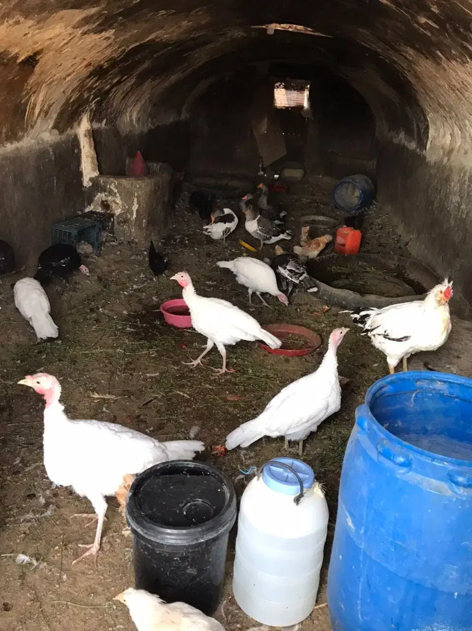 بوقلمون مرغ گلین نیمچه پولند|حیوانات مزرعه|شاهینشهر, شهرک امام علی|دیوار