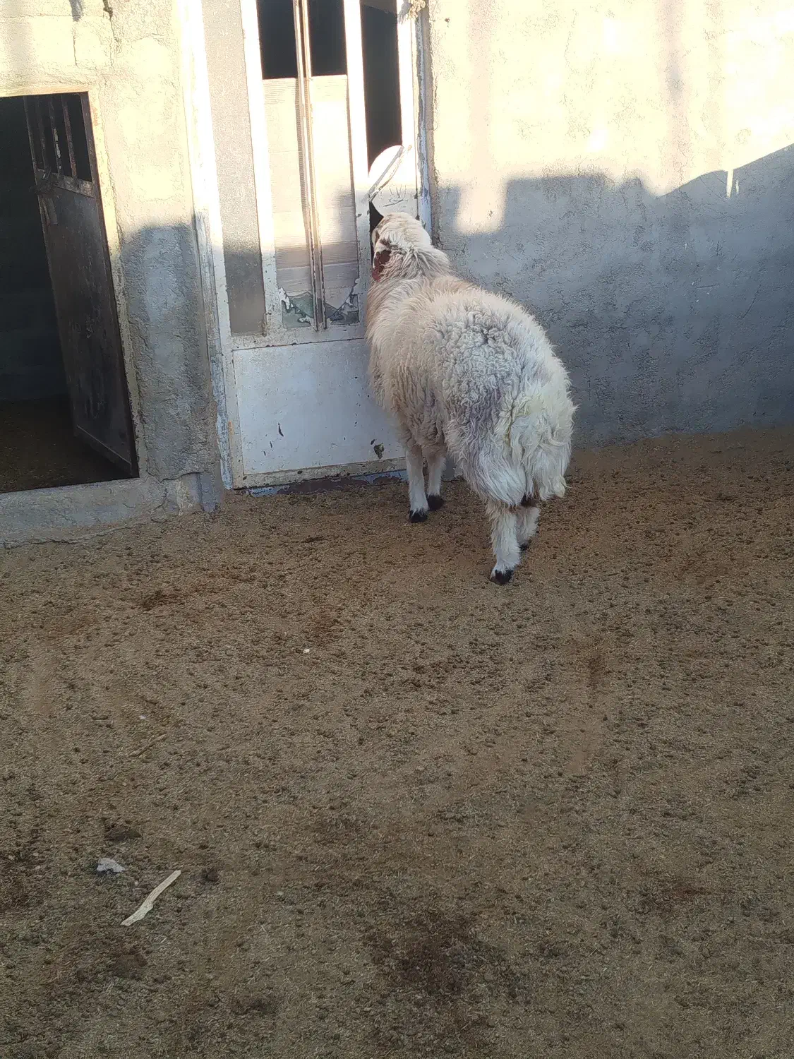 گوسفند|حیوانات مزرعه|فردوس (خراسان), |دیوار