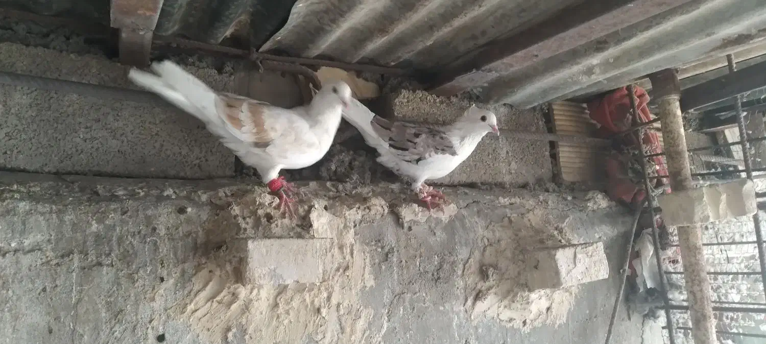 سه تاکبوترگرفتنی نردوری|پرنده|اهواز, بهارستان|دیوار
