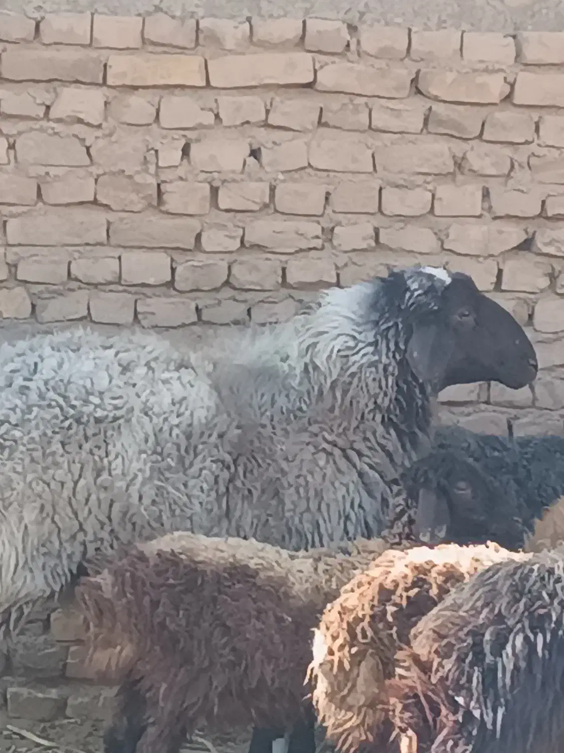 بره نر|حیوانات مزرعه|کویرات, |دیوار