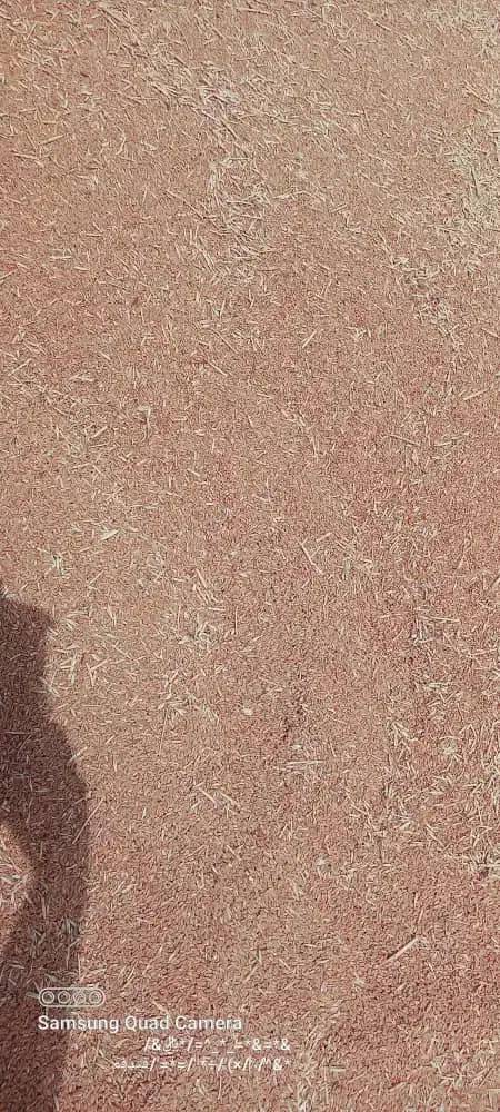 گندم دهدشت درجه یک|عمدهفروشی|ایذه, |دیوار