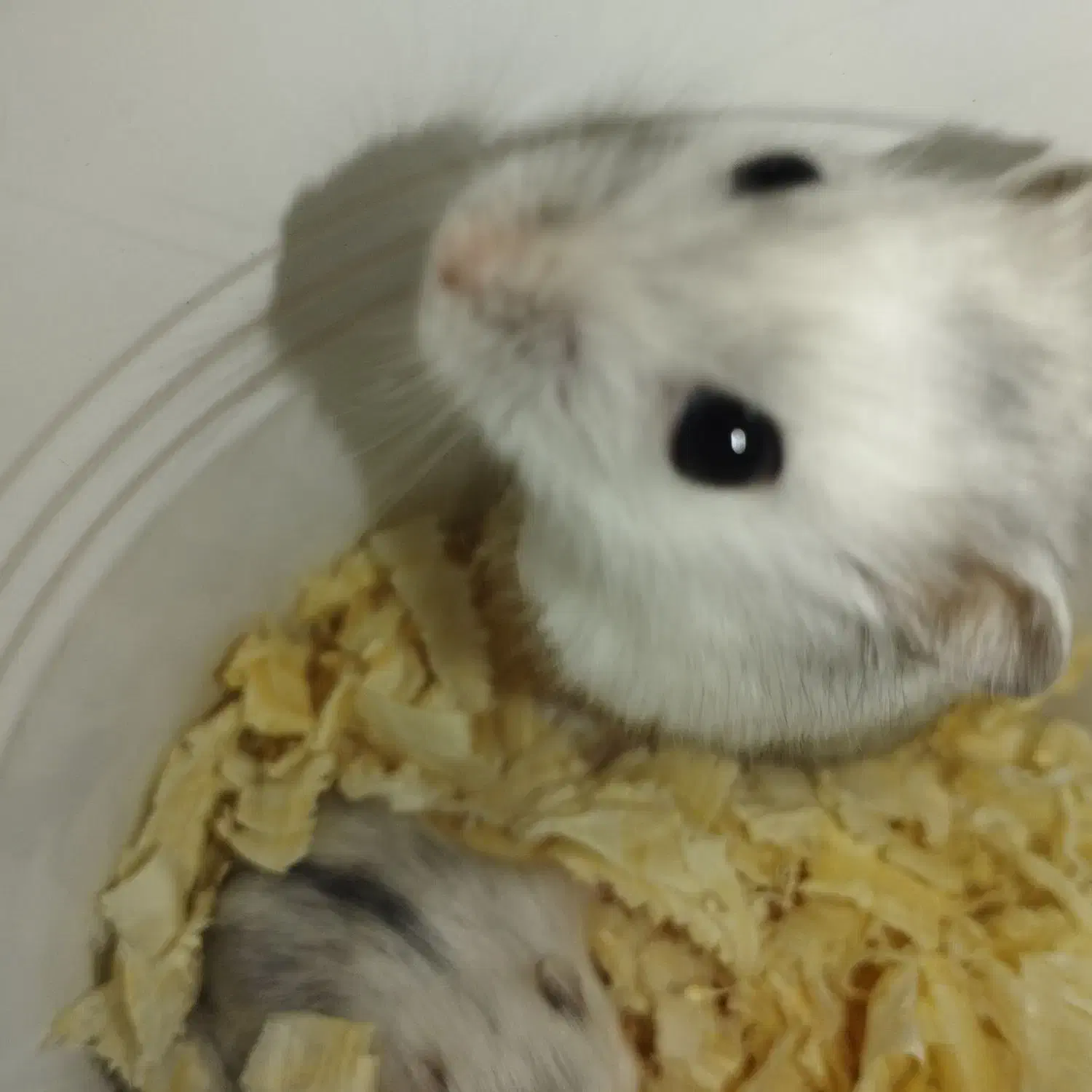 همستر وینتر وایت|موش و خرگوش|تهران, افسریه شمالی|دیوار