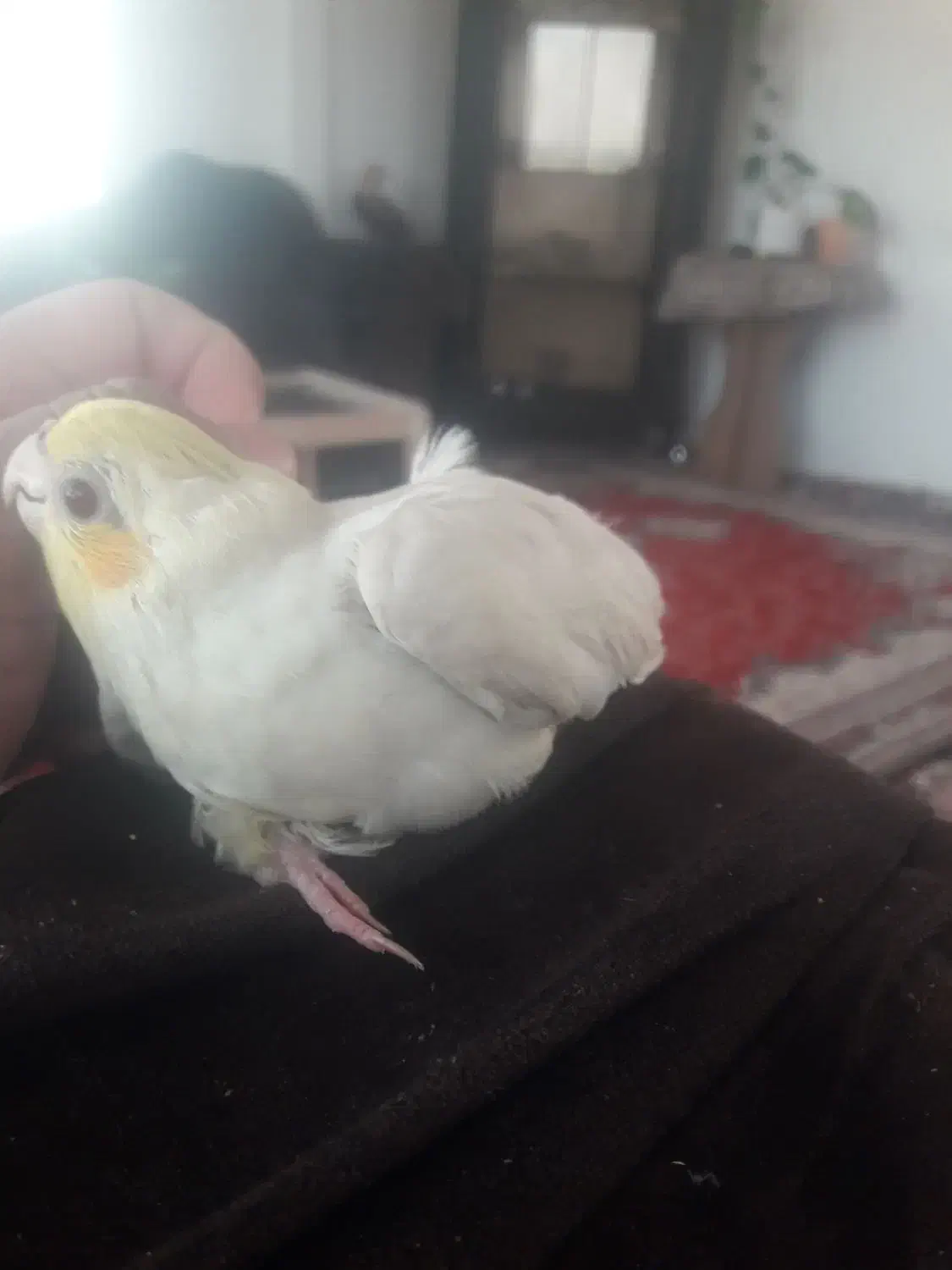 عروس هلندی طلایی|پرنده|هادی شهر, |دیوار