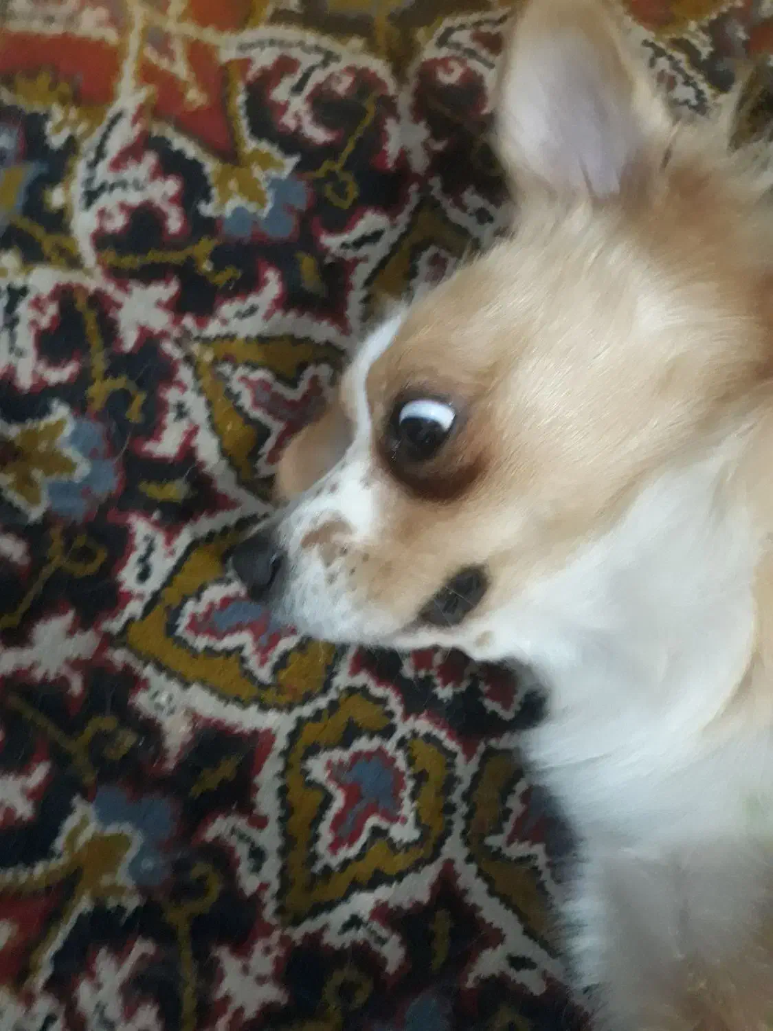 سگ اشپیتز یکساله|سگ|رشت, اسماعیل آباد|دیوار