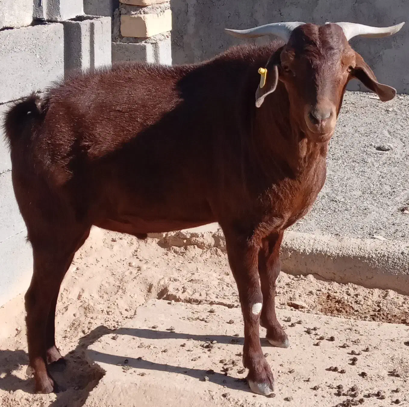 نر یک ساله نژاد مورسیا سانن|حیوانات مزرعه|شاهرود, |دیوار