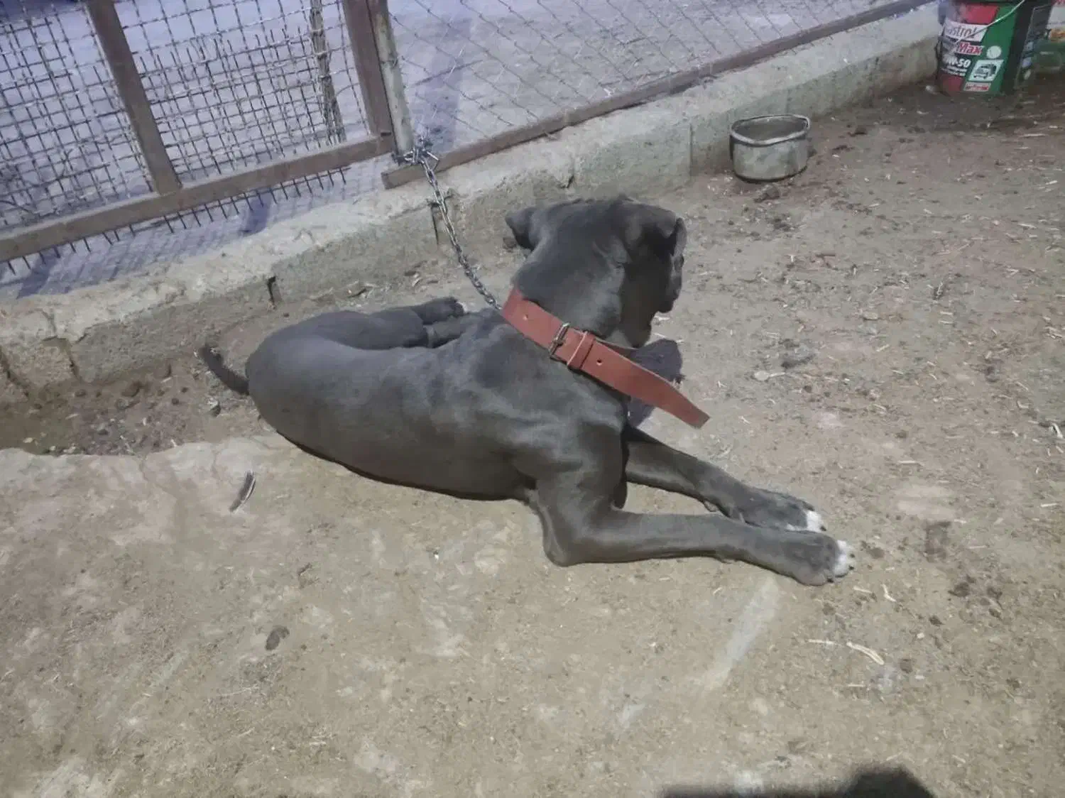 سگ پیتبول ( پیت بول ) رنگ خاص بلو|سگ|شیراز, باجگاه|دیوار