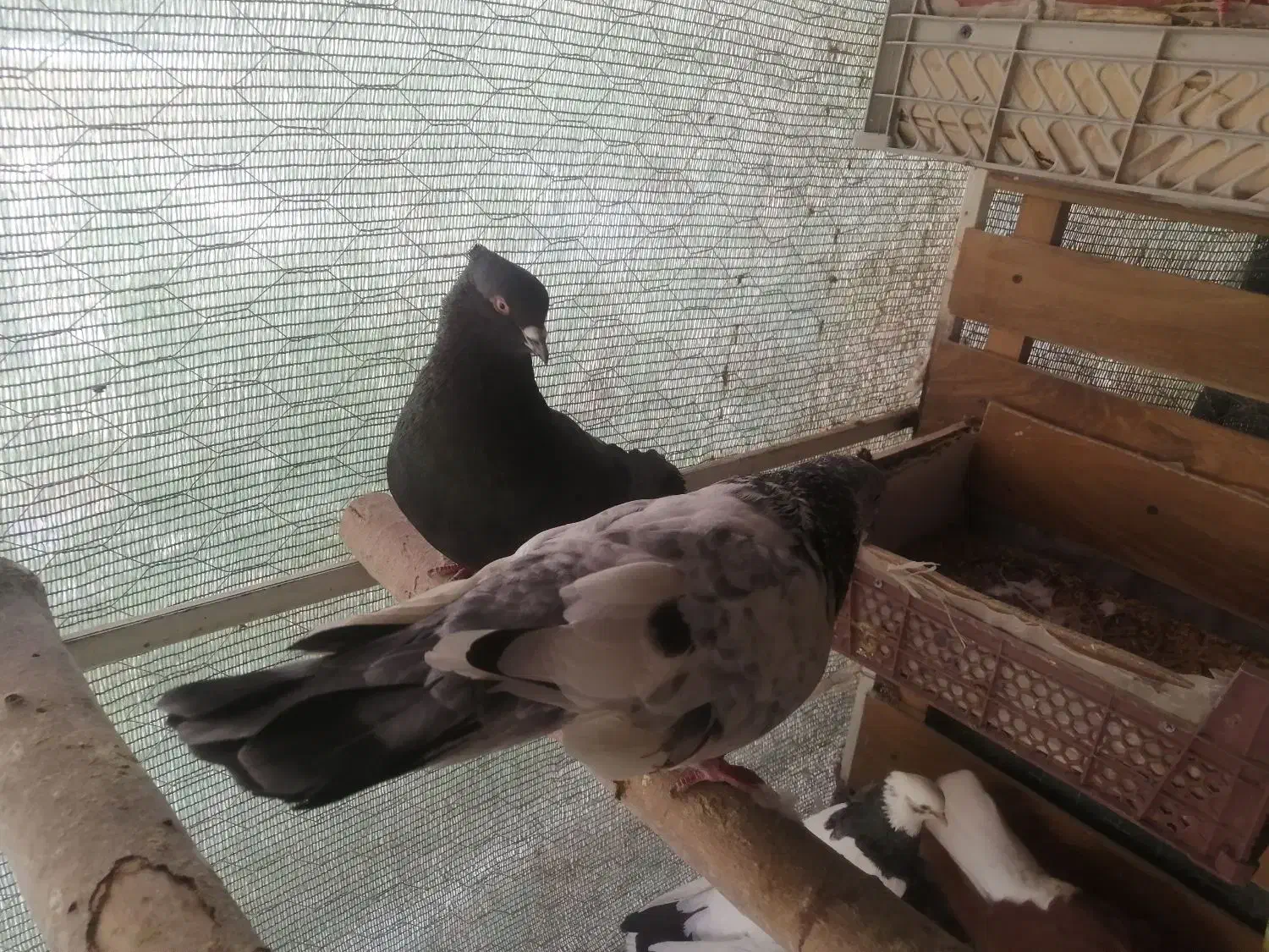 زاغ پرشی|پرنده|فولادشهر, فولادشهر|دیوار