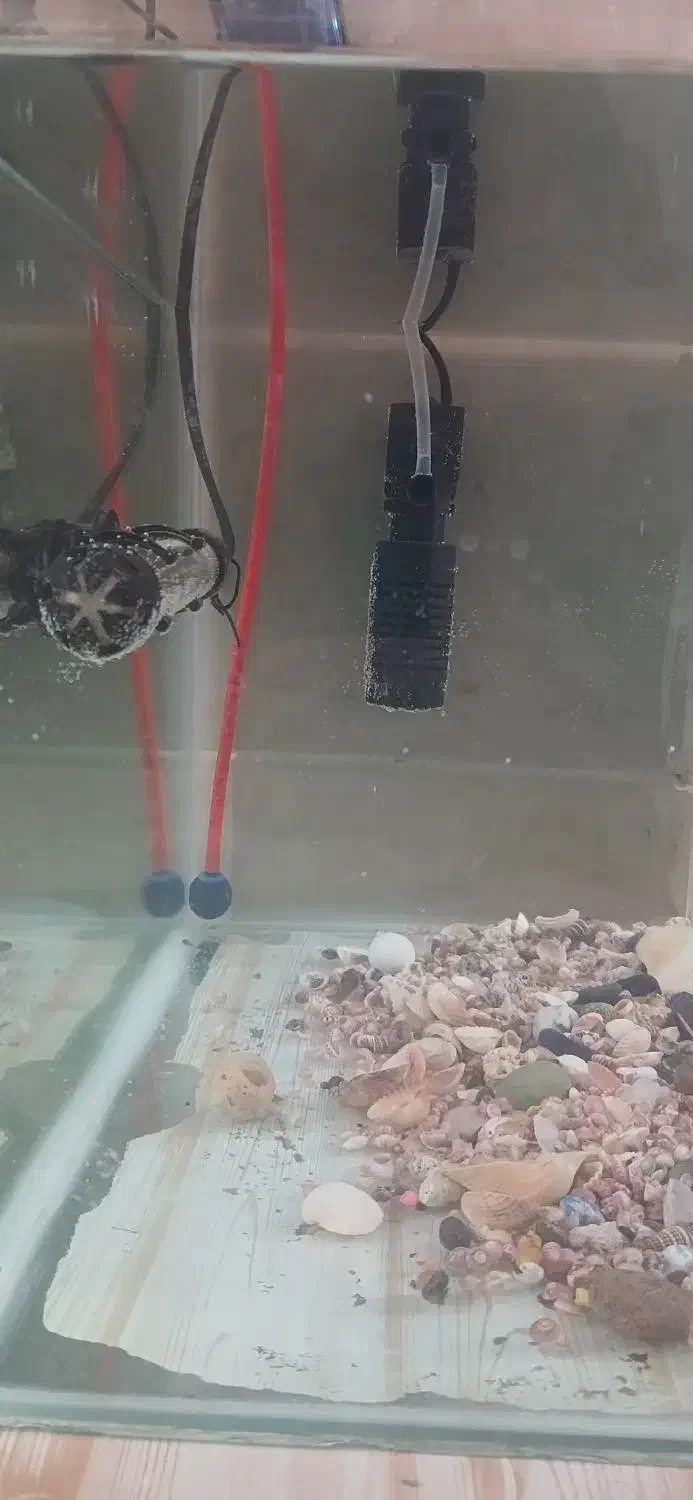 اکواریوم شیشه خم|ماهی|تفرش, |دیوار