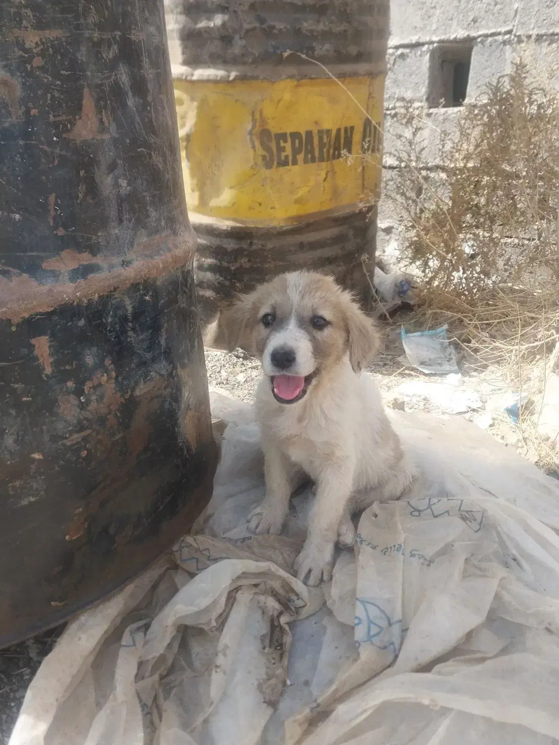توله سگ نگهبان|سگ|رشتخوار, |دیوار