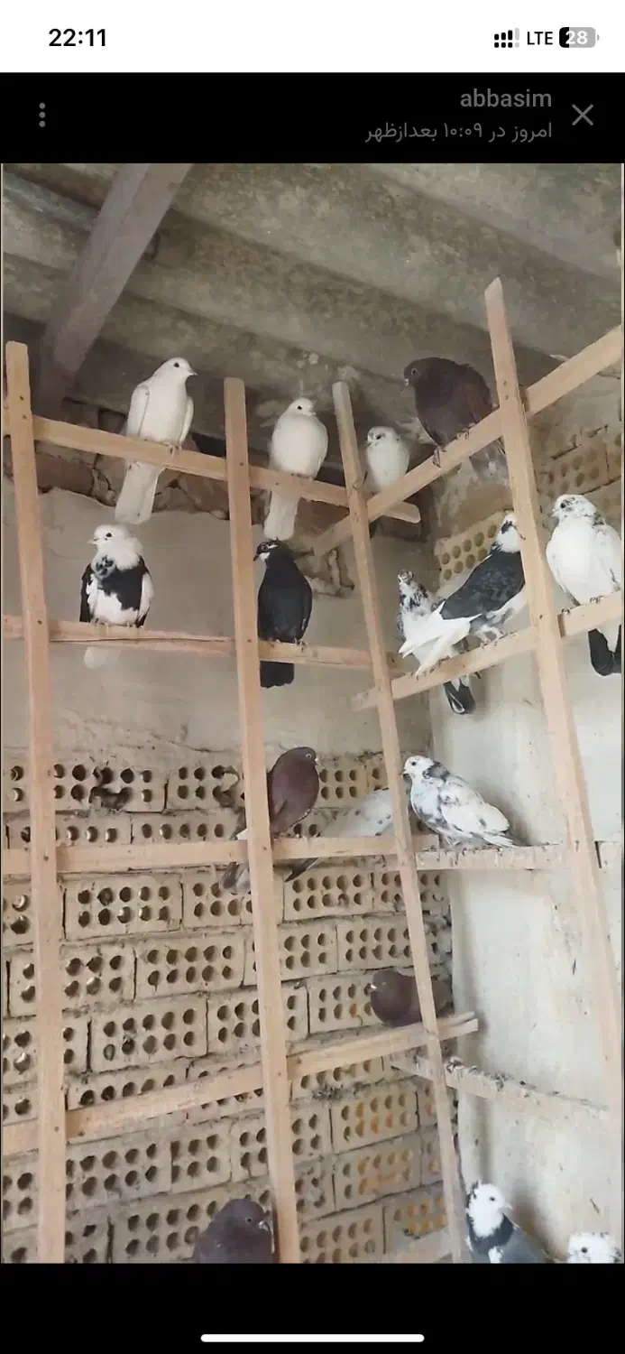 ۲۵جفت جوجه کفتر ناجلد|پرنده|کاشان, فاز ۱ ناجی آباد|دیوار