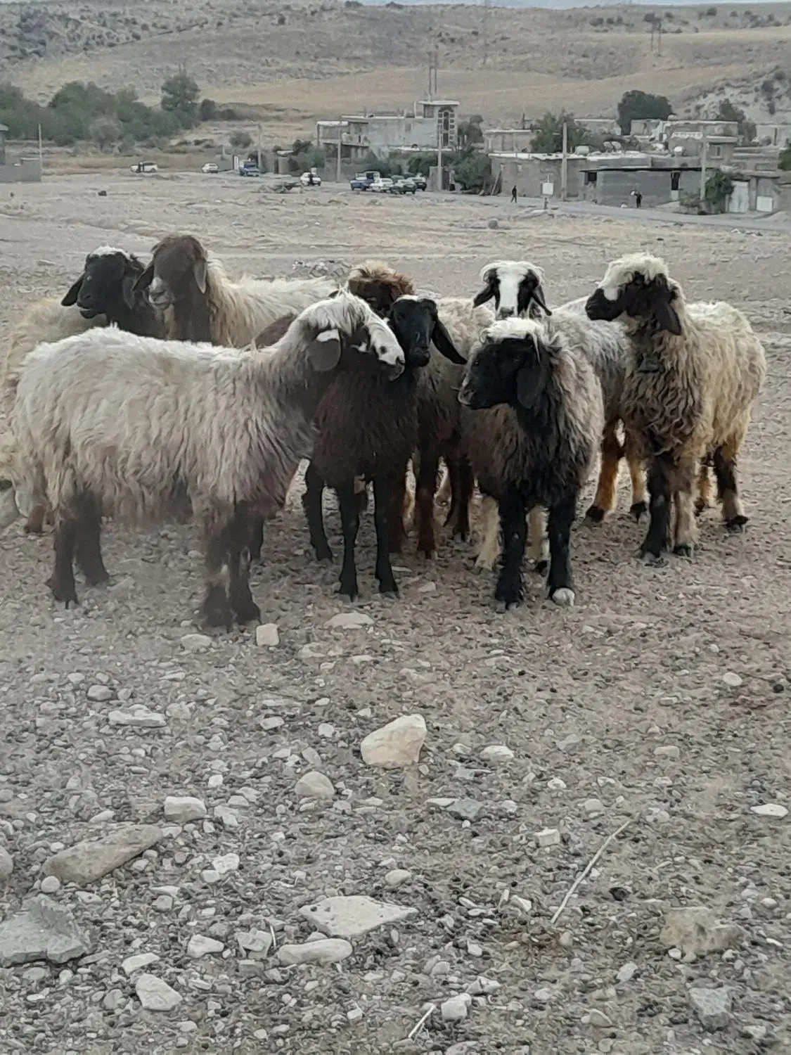 ۲۷راس شیشک میش ترکی داشتی صحرایی آبستن|حیوانات مزرعه|شیراز, تل حسین‌آباد|دیوار