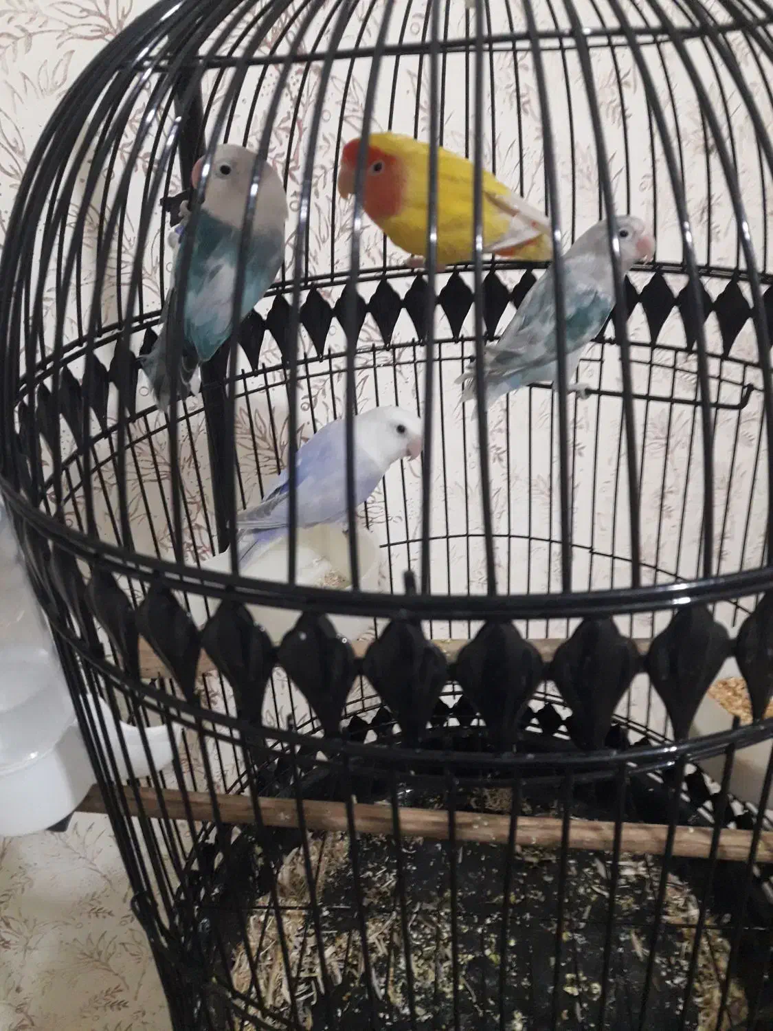 جفت کوتوله و گرینچیک مولد|پرنده|مشهد, مهدی آباد (بلوار توس)|دیوار