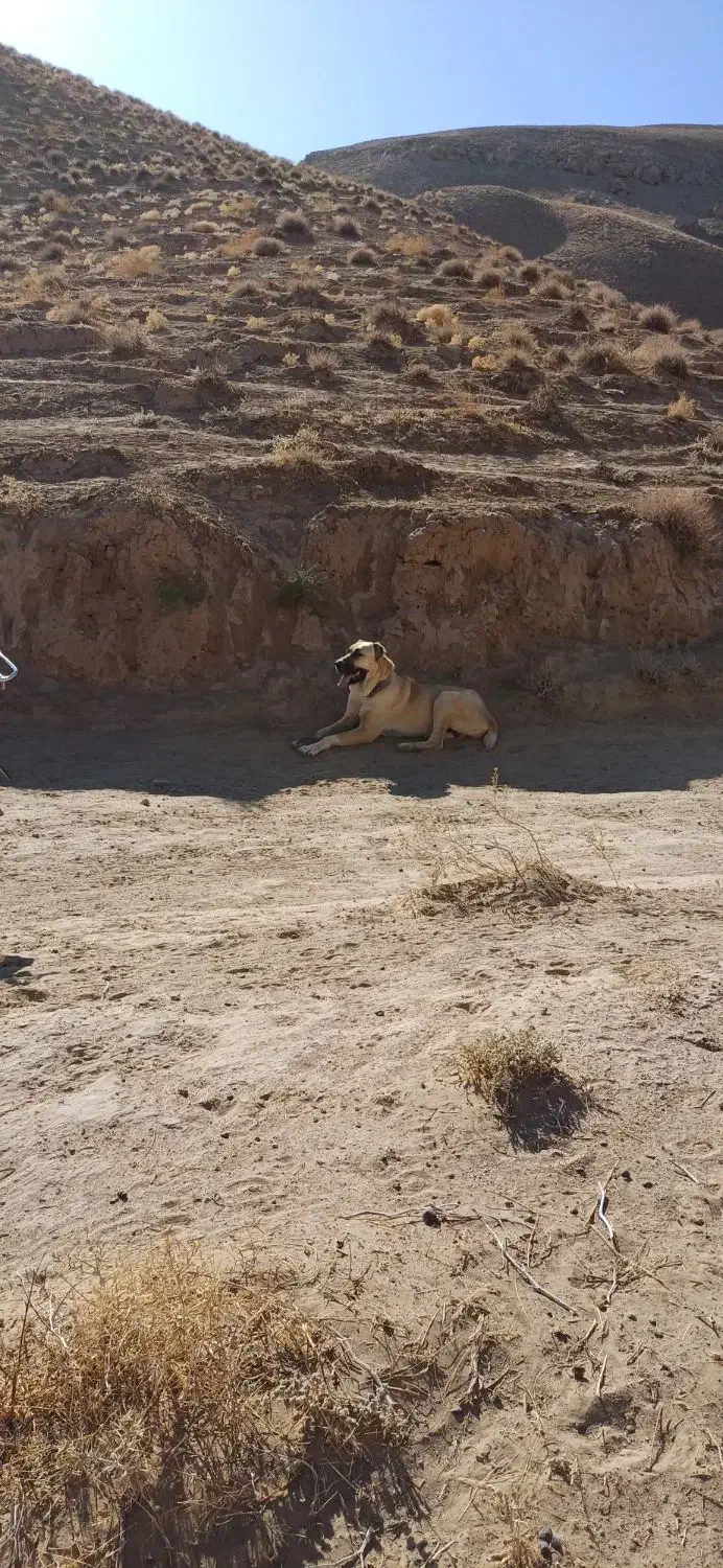 حیوان|سگ|تربت جام, پارک جنگلی|دیوار