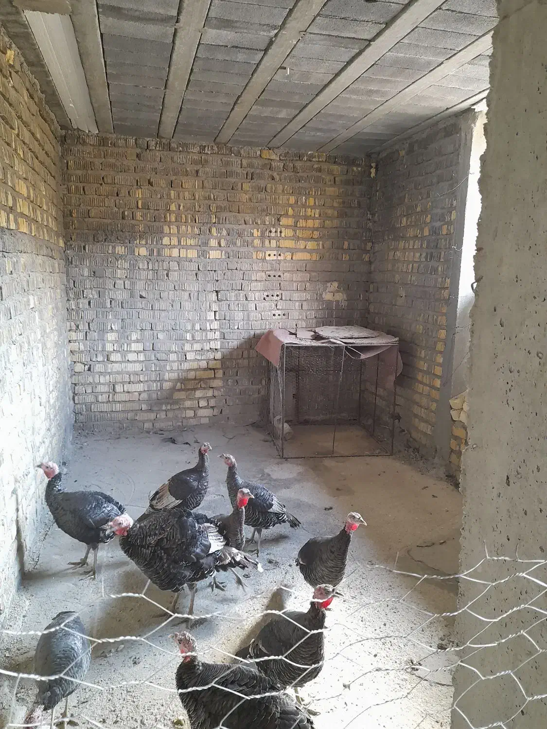 ۱۲تا بوقلمون نر و ماده|حیوانات مزرعه|شیراز, داریون|دیوار