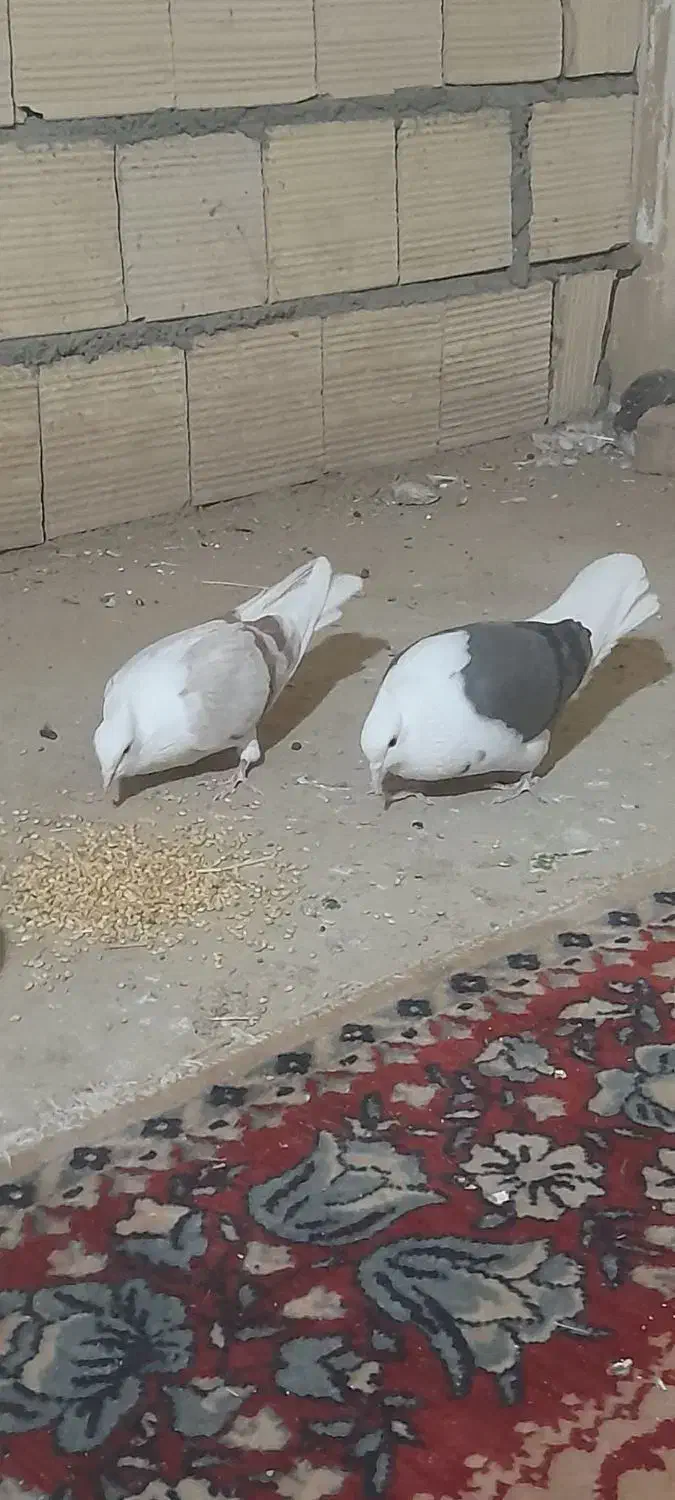 کبوتر سالم|پرنده|اشترینان, |دیوار