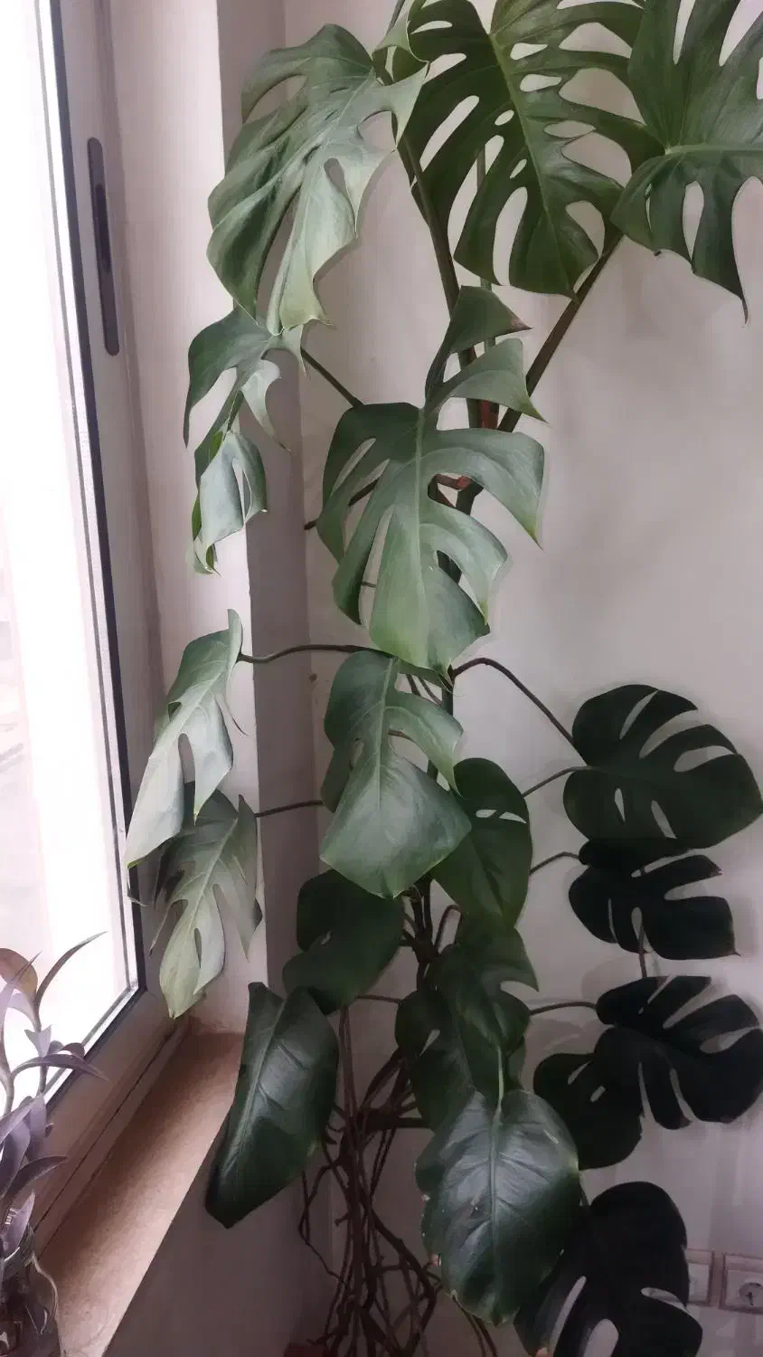 گل برگ انجیری|گل مصنوعی|مشهد, الهیه|دیوار