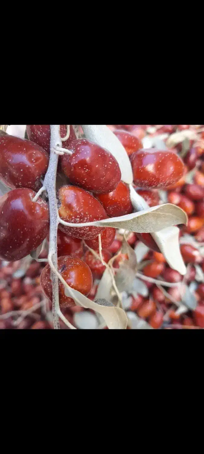 سنجد تازه امسال نرم و رسیده|خوردنی و آشامیدنی|خوی, |دیوار