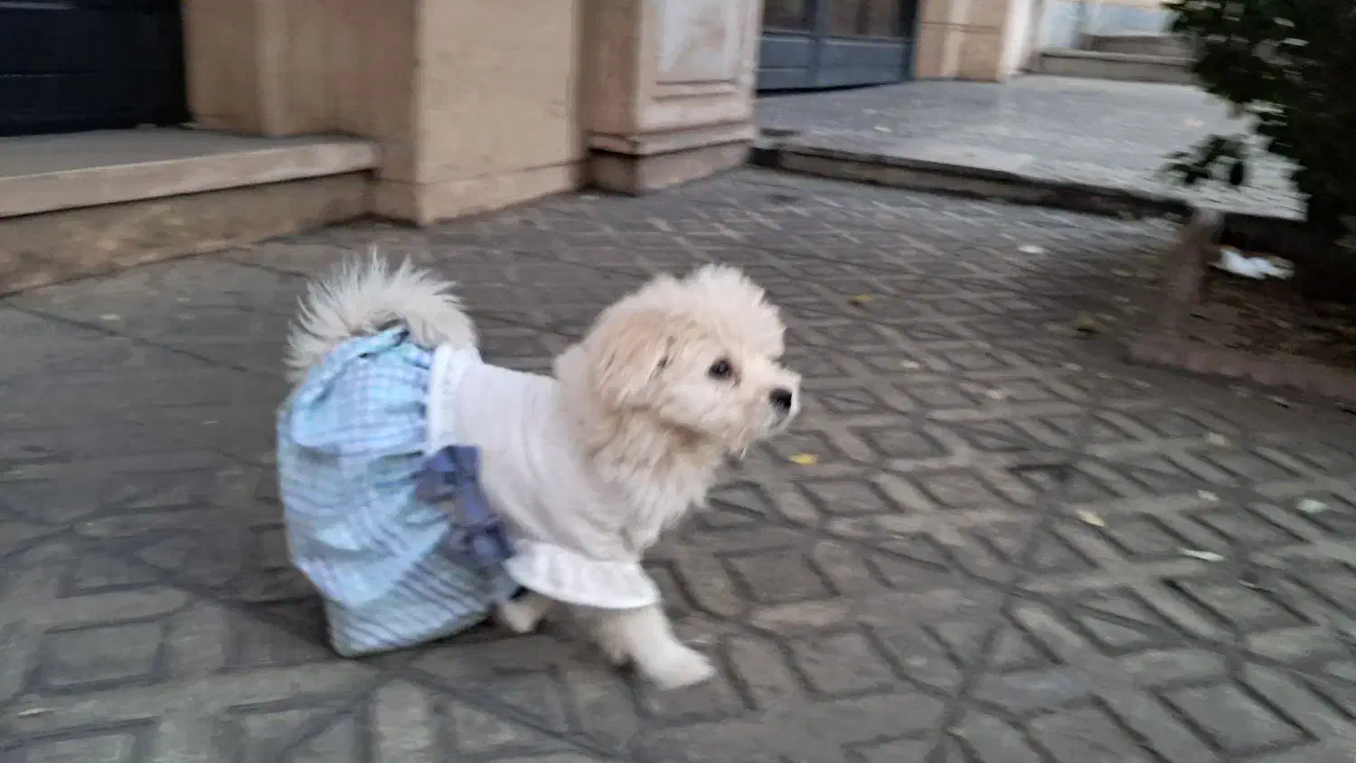 پودل|سگ|وحیدیه, |دیوار