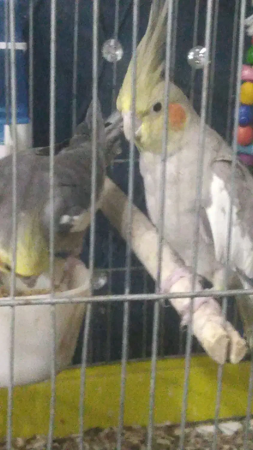 عروس هلندی|پرنده|تهران, مطهری|دیوار