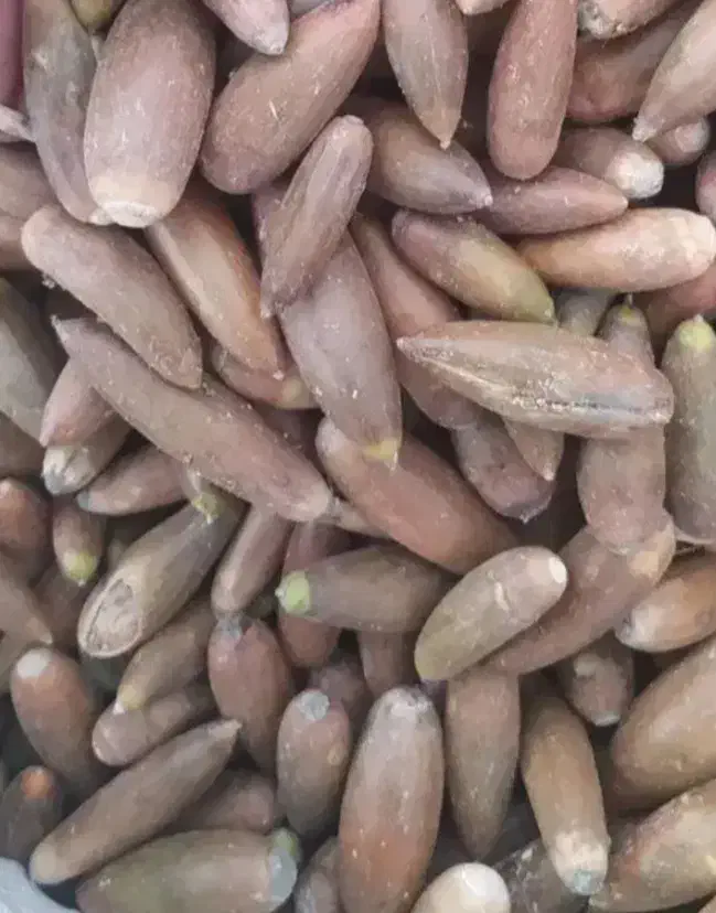 بلوط|خوردنی و آشامیدنی|ویسیان, |دیوار