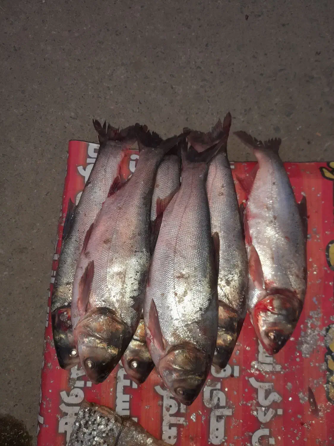 ماهی تازە|ماهی|مریوان, |دیوار