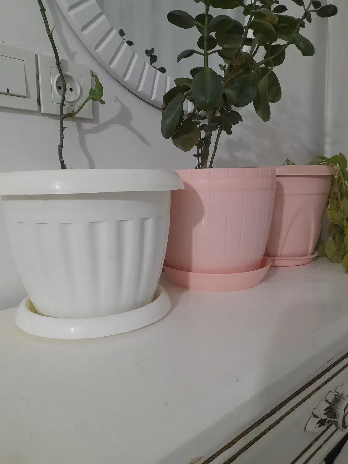 سه تا گلدان پلاستیکی|گل و گیاه طبیعی|مشهد, شهرک شهید باهنر|دیوار