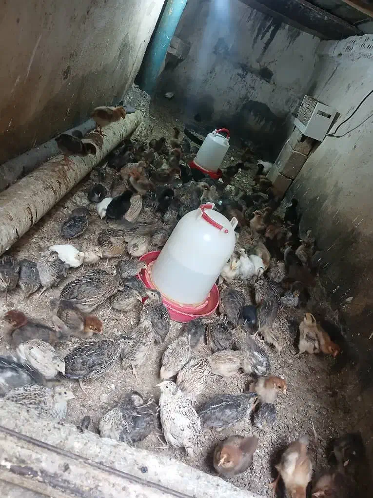 بلدرچین|پرنده|باوی, |دیوار