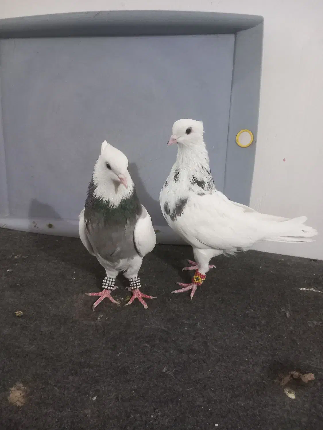 کبوتر طوقی|پرنده|قزوین, |دیوار