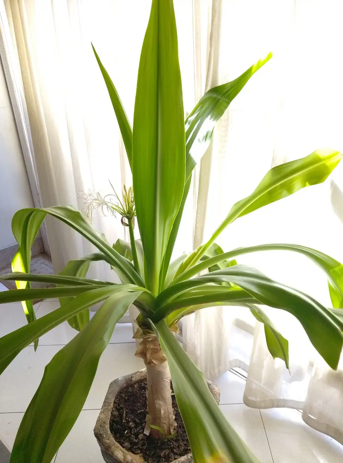 سه تا گلدان گل|گل و گیاه طبیعی|اصفهان, مفتح|دیوار