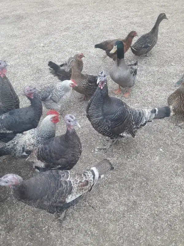 بوقلمون|حیوانات مزرعه|پلدشت, |دیوار