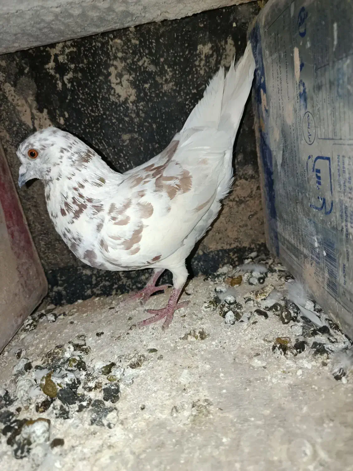 کبوتر‌ بازیکن|پرنده|اردل, |دیوار