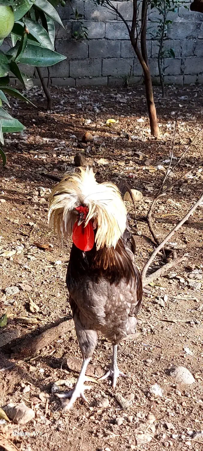 فروش مرغ وخروس کاکلی لهستانی|حیوانات مزرعه|اسالم, |دیوار