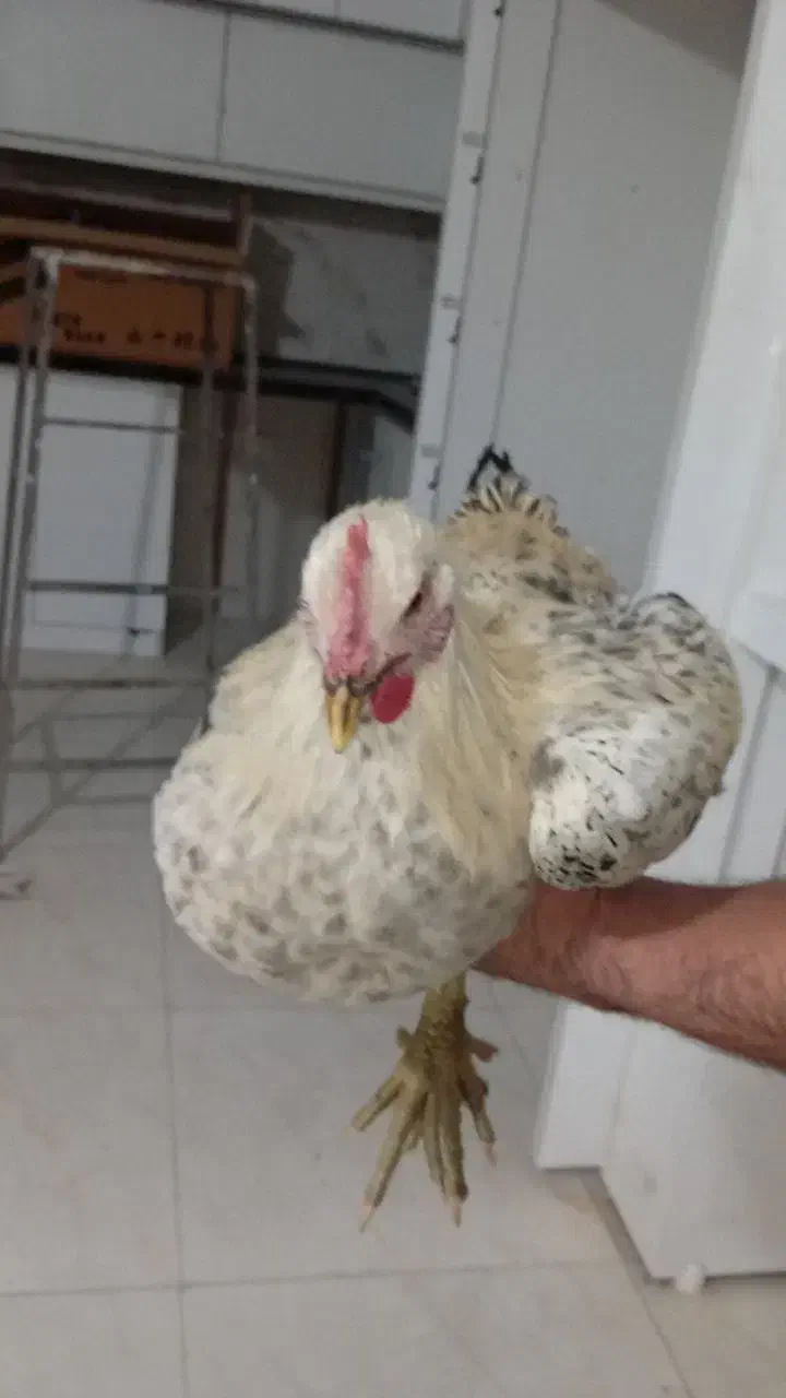 معاوضه خروس با کبوتر|پرنده|شازند, |دیوار