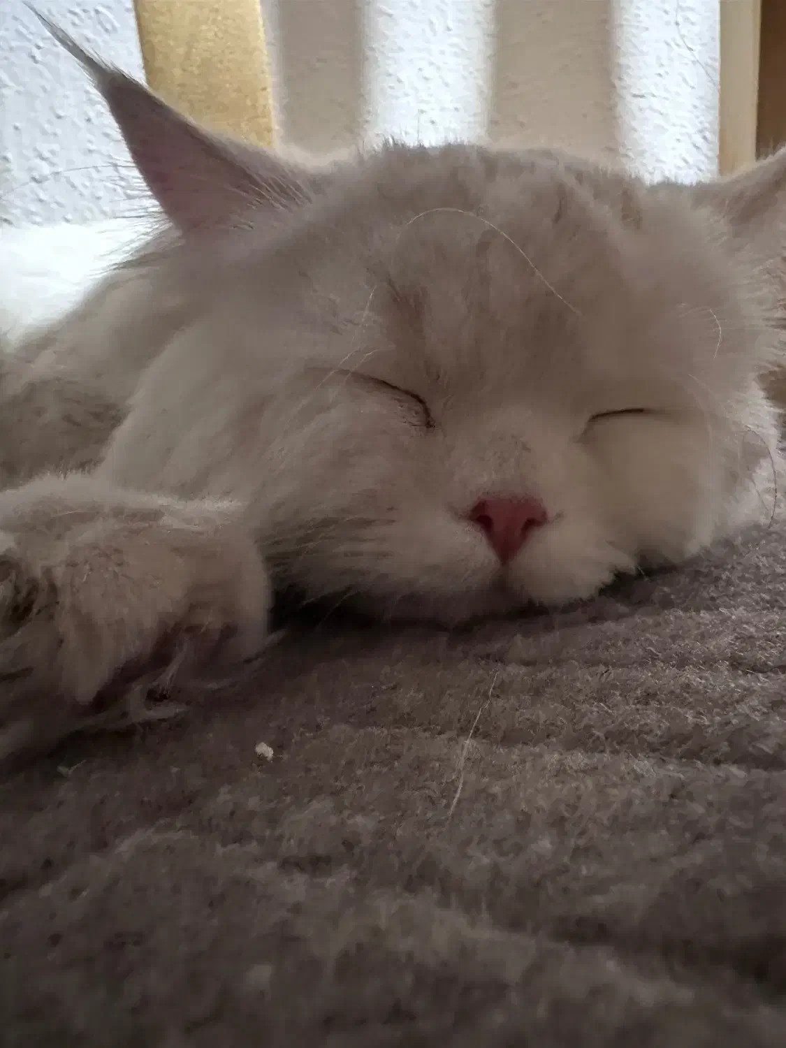 گربه|گربه|شیراز, منطقه هوایی شهید دوران|دیوار