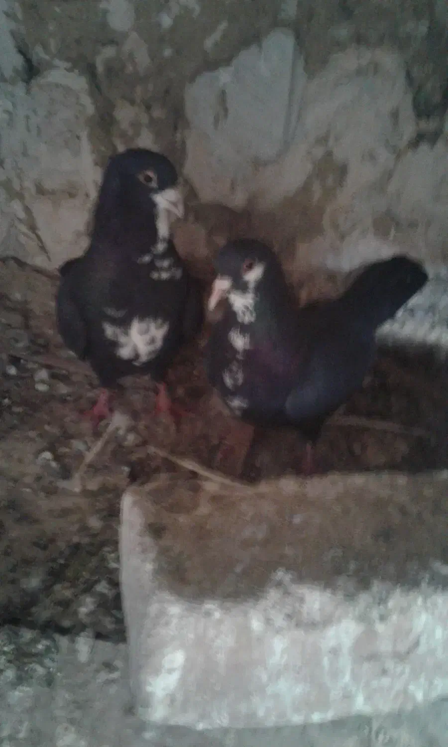 کبوتر|پرنده|زرند, |دیوار