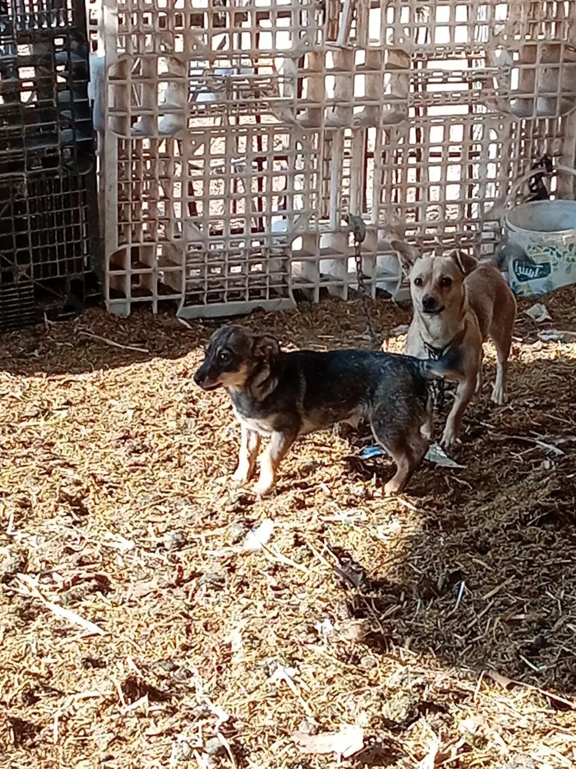 سگ پاکوتاه میکس نر|سگ|مشهد, حضرت حجت|دیوار